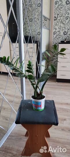 Комнатные цветы