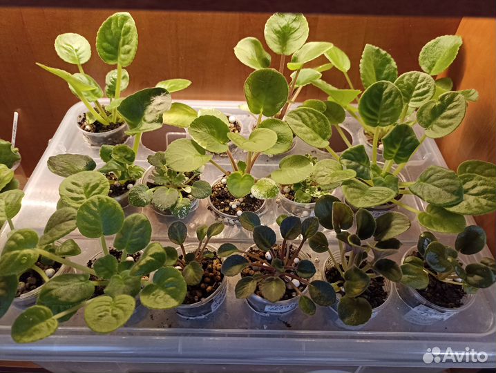 Фиалки сортовые