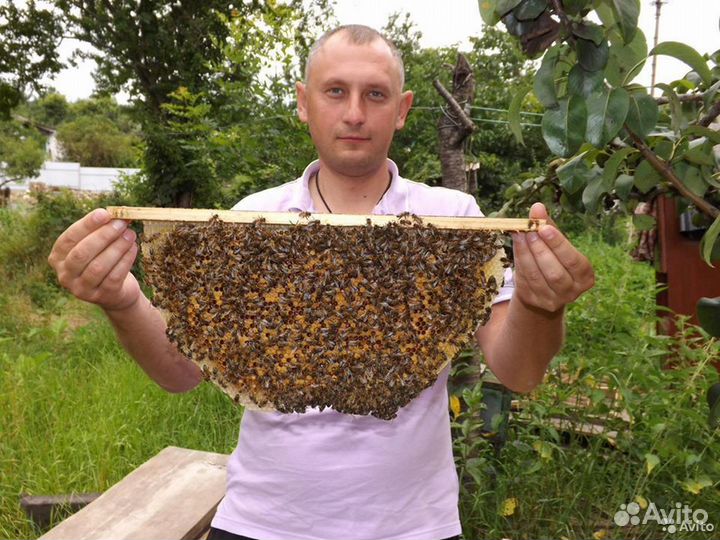 Пчеломатки Карника.Карпатка.Украинская степ. 2023