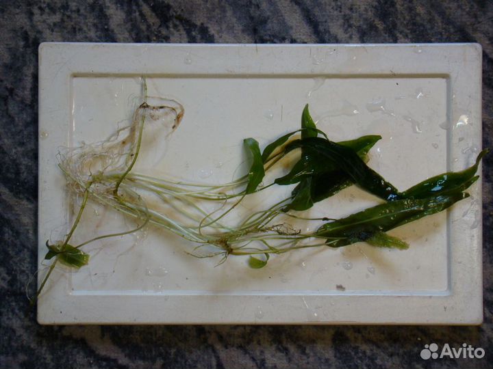 Растение криптокорина