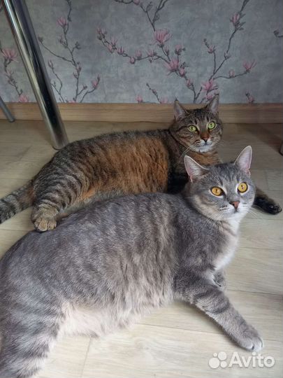 Котик ищет дом