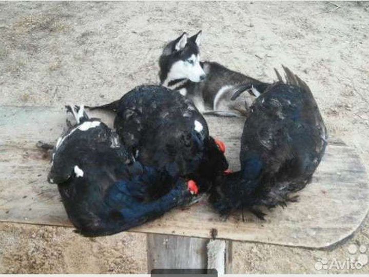 Охота и рыбалка