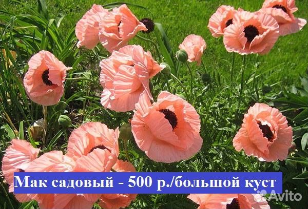 Садовые многолетние растения