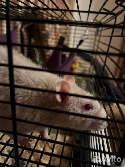Декоративная крыса с клеткой
