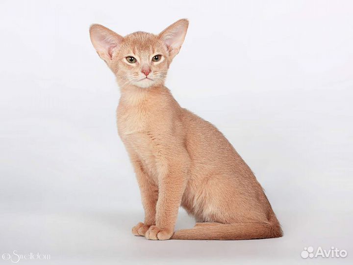 Абиссинские котята