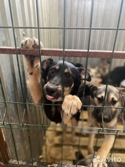 Собаки и щенки в приюте