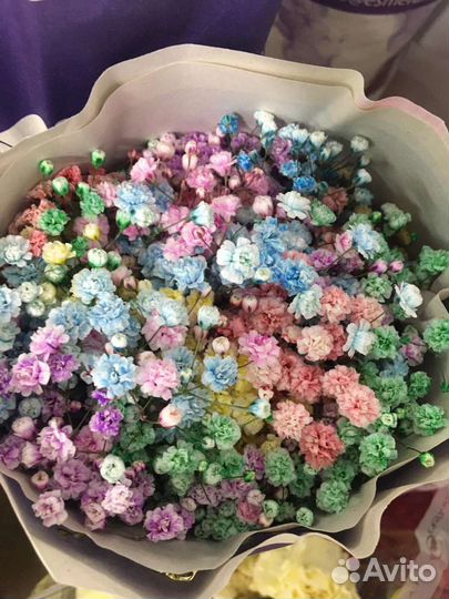 Гипсофила в ассортименте