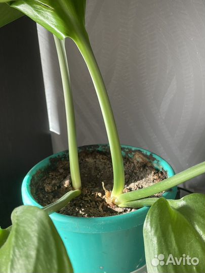 Эухарис амазонская лилия