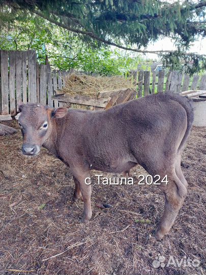 Бычок телочка