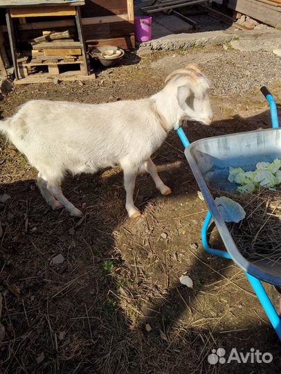 Зааненская коза