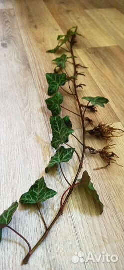 Плющ. Отростки, рассада