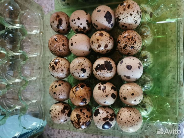 Яйца перепелиные инкубационные и домашние