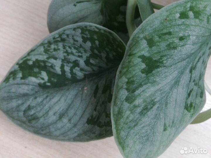 Сциндапсус Сильвери Энн