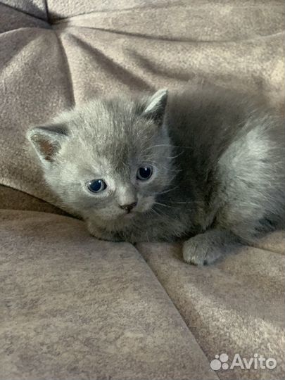 Британские котята