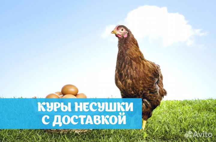 Куры несушки