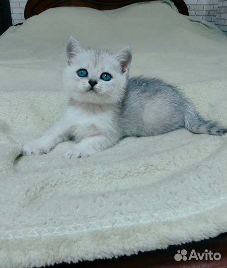 Шотландские котята
