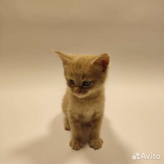 Котята Мейн-кун