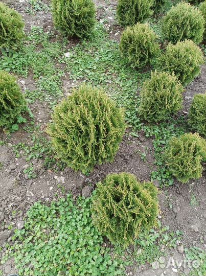 Туя колумна, смарагд