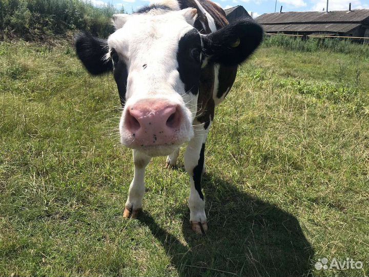 Бычки на откорм телята