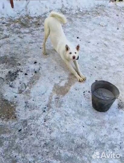 Собака кобель