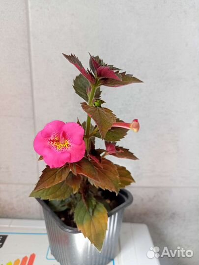 Ахименесы комнатные растения