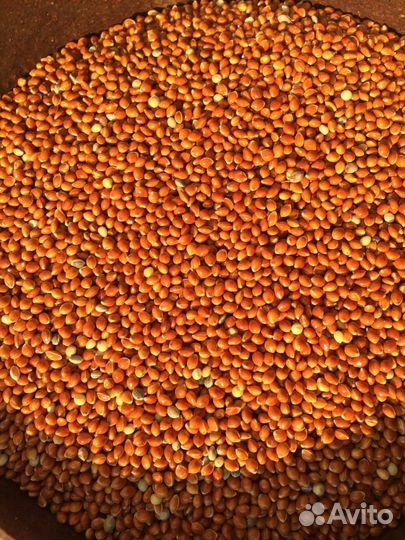 Просо красное