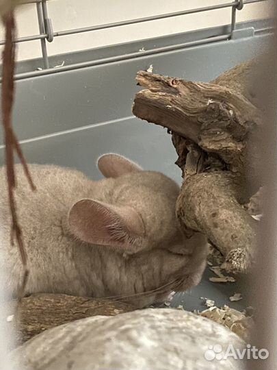 Шиншилла девочка