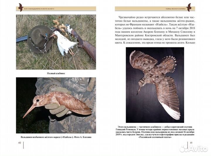 Всё о вальдшнепе и охоте на него