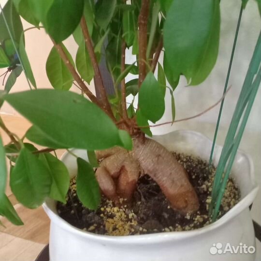 Фикус микрокарпа