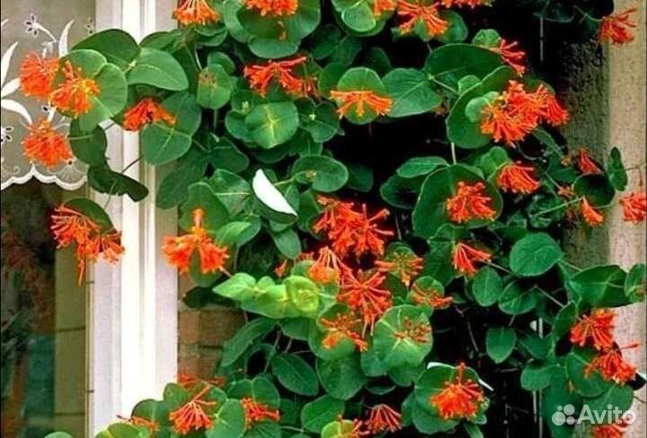 Жимолость Брауна