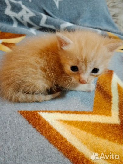 Отдам в добрые руки котят.Мальчики. К еде и туалет