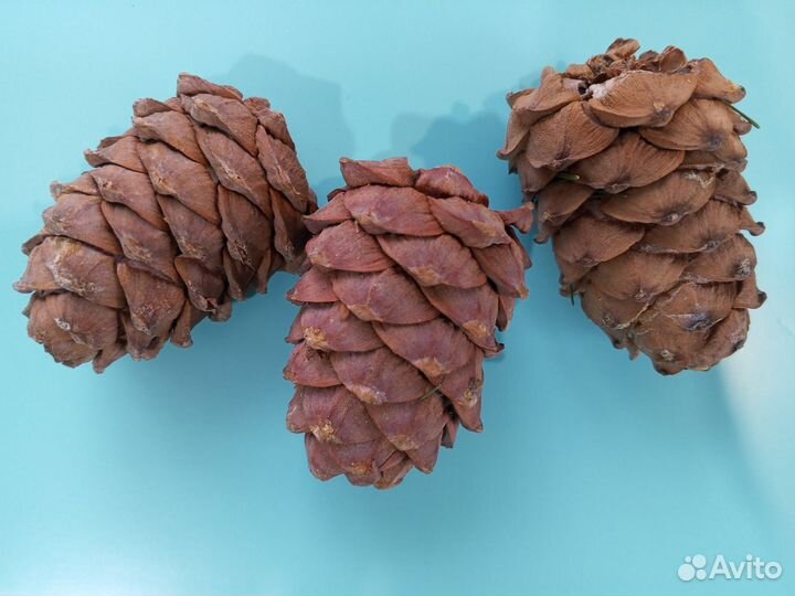 Шишка кедровая