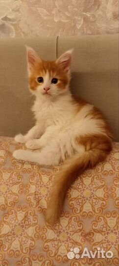 Котята мейн-кун
