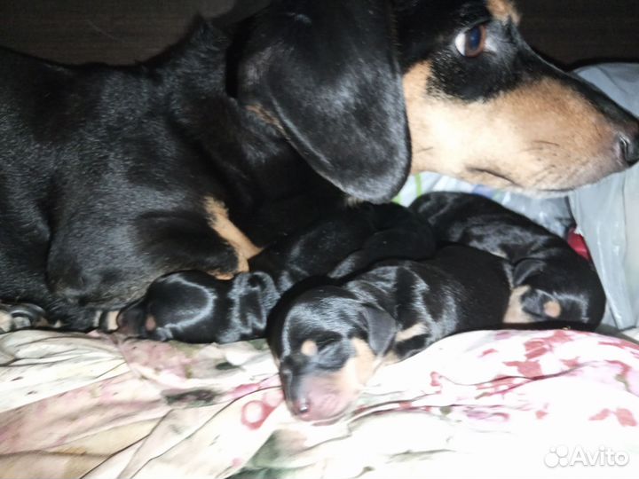 Кроличья такса