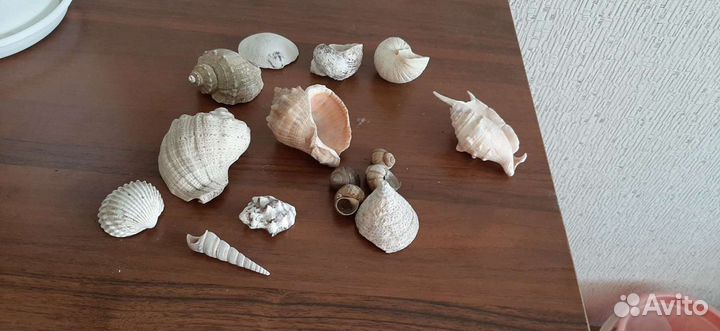 Ракушки, камни, грунт для аквариума