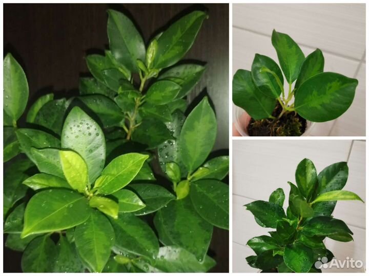 Фикус Лирата,Рубигиноза,Бенгальский тигр,Амстелы