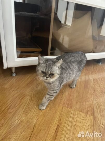 Кошка в дар бесплатно