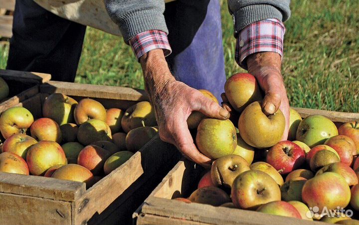 Сборщик яблок вахта