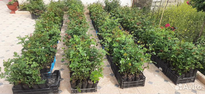 Саженцы роз