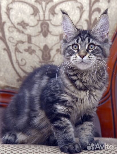 Котята мейн-кун