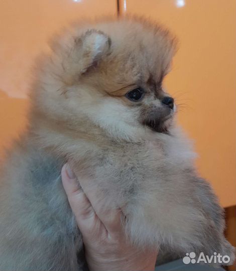 Настоящие померанские шпицы мини