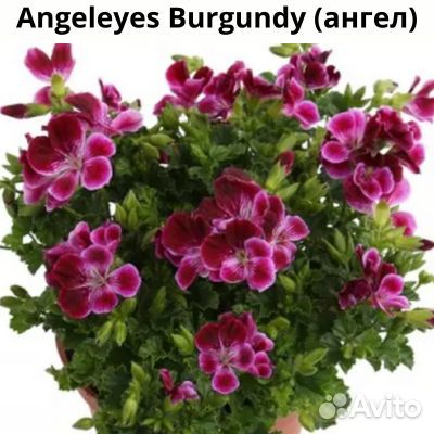 Пеларгонии сортовые