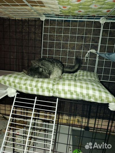 Шиншиллы и вольер