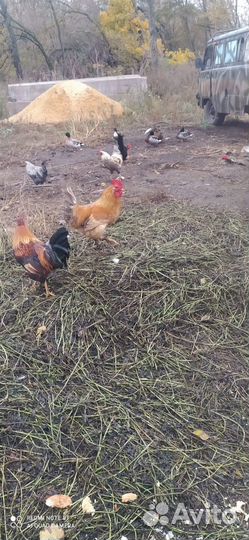 Петушки и утки