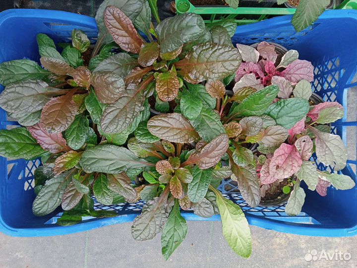 Живучка ползучая в ассортименте