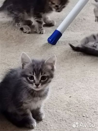 Очаровательные котята