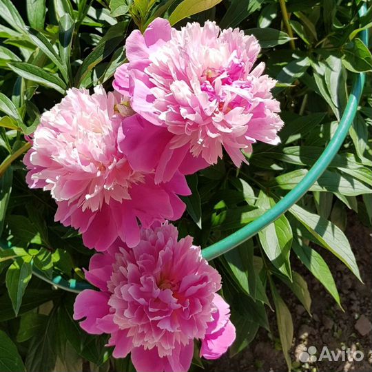 Пионы саженцы