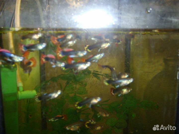 Аквариумные рыбки гуппи