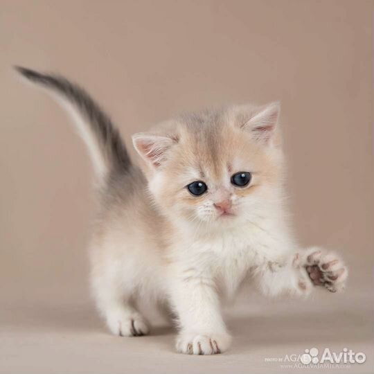 Мальчик голубое золото ay11 Dior