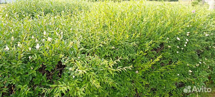 Саженцы бирючины